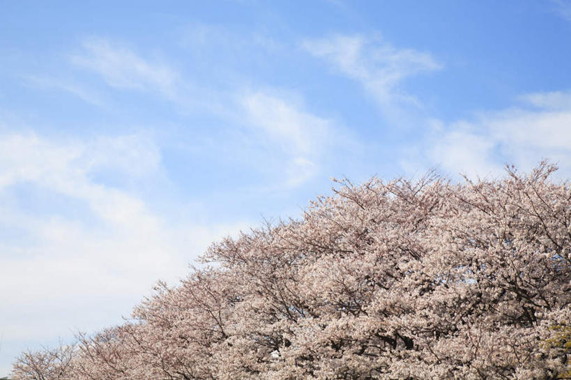 无人,横图,室外,白天,仰视,旅游,度假,美景,植物,樱花,东京,日本,亚洲,许多,盛开,景观,云,云朵,樱花树,花蕾,云彩,娱乐,花,花瓣,花朵,鲜花,树,树木,粉色,蓝色,绿色,白云,蓝天,天空,自然,天,花苞,花蕊,享受,休闲,景色,放松,生长,晴朗,成长,自然风光,东亚,本州,关东地方,本州岛,日本国,东京都,仙樱花,福岛樱,青肤樱,晴空,荆桃,彩图,低角度拍摄