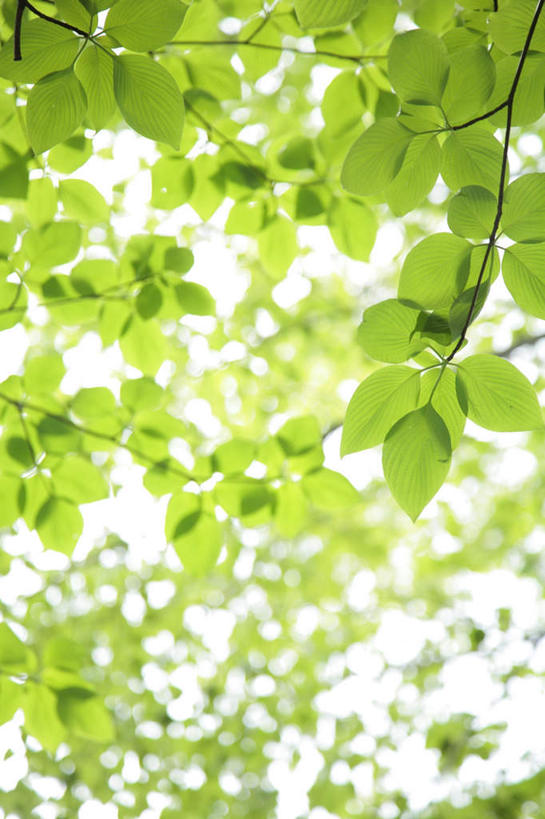 无人,竖图,室外,白天,仰视,旅游,度假,美景,叶子,东京,日本,亚洲,许多,阴影,光线,影子,景观,绿叶,娱乐,蓝色,蓝天,天空,阳光,自然,天,享受,休闲,嫩叶,景色,放松,晴朗,自然风光,东亚,本州,万里无云,关东地方,本州岛,日本国,东京都,叶,叶片,晴空,晴空万里,彩图,低角度拍摄