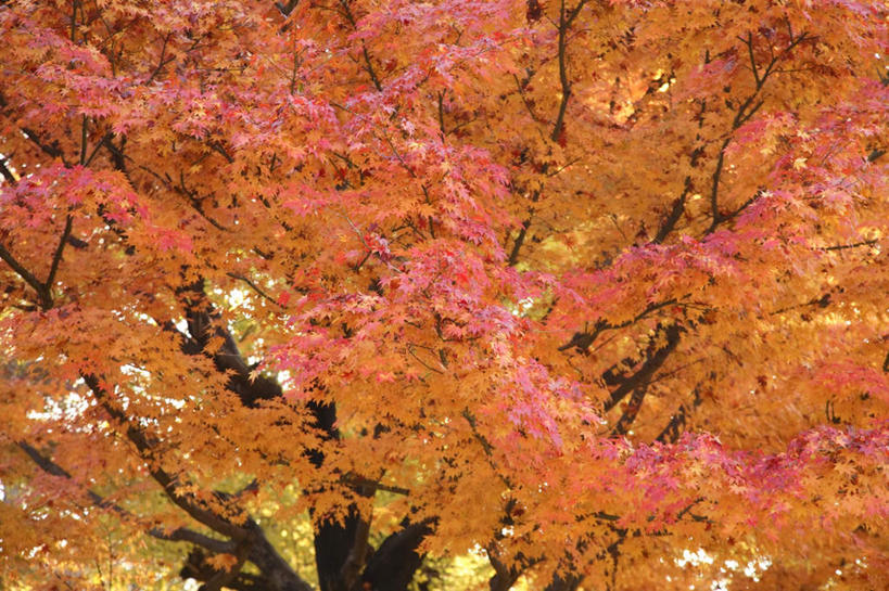 无人,横图,室外,白天,仰视,旅游,度假,美景,秋季,植物,叶子,东京,日本,亚洲,一棵,朦胧,模糊,景观,枝条,娱乐,树,树干,树木,树枝,红色,绿色,自然,享受,休闲,景色,放松,生长,成长,自然风光,东亚,本州,关东地方,本州岛,日本国,东京都,叶,叶片,秋,秋天,彩图,低角度拍摄