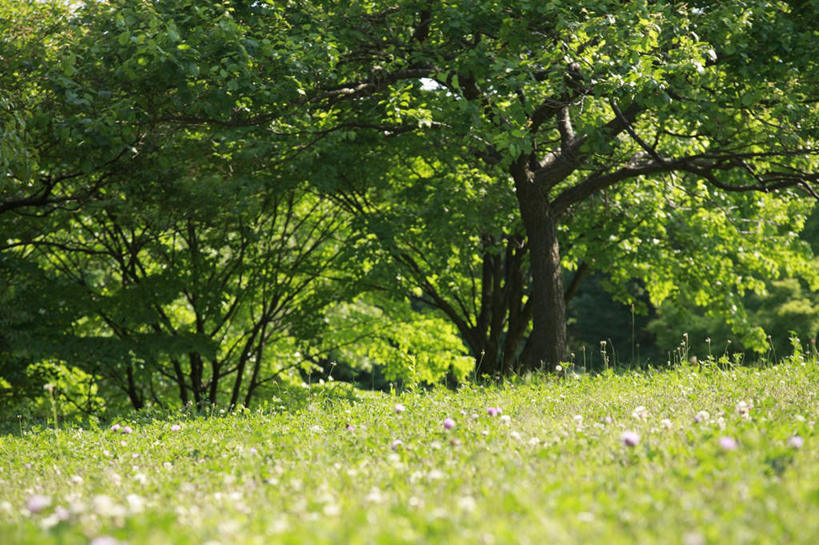 无人,横图,室外,白天,正面,旅游,度假,草地,草坪,美景,树林,植物,东京,日本,亚洲,阴影,朦胧,模糊,光线,影子,景观,娱乐,草,树,树木,绿色,阳光,自然,享受,休闲,景色,放松,生长,成长,自然风光,东亚,本州,关东地方,本州岛,日本国,东京都,彩图