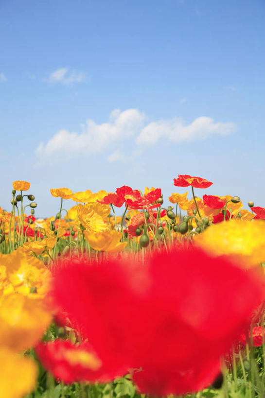 无人,竖图,室外,白天,仰视,旅游,度假,花海,花圃,美景,植物,罂粟,叶子,东京,日本,亚洲,许多,朦胧,模糊,盛开,景观,云,云朵,草药,花蕾,云彩,娱乐,中药,花,花瓣,花朵,花卉,鲜花,黄色,红色,蓝色,绿色,白云,蓝天,天空,自然,花丛,花束,花田,天,花苞,花蕊,享受,休闲,景色,放松,晴朗,毒品,自然风光,药材,中草药,东亚,中药材,本草,本州,关东地方,本州岛,日本国,东京都,止痛,镇静,安眠,晴空,罂粟花,彩图,低角度拍摄