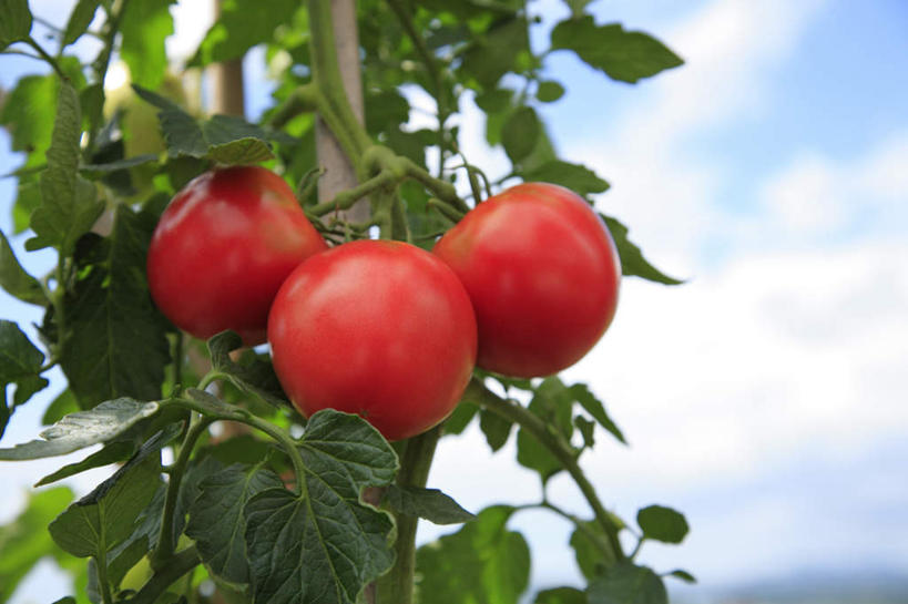 无人,横图,室外,白天,仰视,旅游,度假,美景,植物,蔬菜,西红柿,叶子,许多,朦胧,模糊,新鲜,纹理,景观,云,云朵,食品,绿叶,云彩,娱乐,食物,三个,蓝色,绿色,白云,蓝天,天空,自然,天,享受,休闲,嫩叶,景色,放松,有机食品,绿色食品,晴朗,自然风光,肌理,叶,叶片,叶脉,晴空,番茄,彩图,低角度拍摄