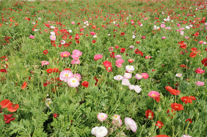 无人,横图,俯视,室外,白天,旅游,度假,草地,草坪,花海,花圃,美景,植物,叶子,日本,亚洲,朦胧,模糊,盛开,景观,花蕾,娱乐,草,花,花瓣,花朵,花卉,鲜花,粉色,红色,绿色,自然,花丛,花束,花田,花苞,花蕊,享受,休闲,景色,放松,自然风光,东亚,本州,茨城,茨城县,关东地方,本州岛,日本国,彩图,高角度拍摄