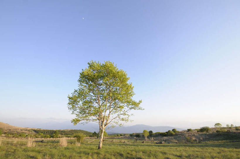 无人,农田,横图,全景,室外,白天,正面,旅游,度假,庄稼,农作物,美景,天际线,植物,长野县,日本,亚洲,一棵,阴影,朦胧,模糊,光线,影子,地平线,景观,辽阔,枝条,地面,娱乐,树,树干,树木,树枝,蓝色,绿色,蓝天,天空,阳光,自然,天,享受,休闲,景色,放松,生长,晴朗,成长,一望无际,自然风光,延伸,东亚,本州,万里无云,本州岛,日本国,中部地方,天地相交,长野,诹访市,晴空,晴空万里,彩图,耕地,庄稼田