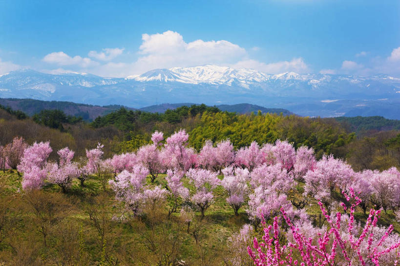 无人,横图,室外,白天,正面,旅游,度假,美景,森林,山,山脉,树林,植物,樱花,许多,阴影,朦胧,模糊,盛开,光线,影子,景观,山峰,云,云朵,山峦,花蕾,云彩,娱乐,花,花瓣,花朵,鲜花,树,树木,蓝色,绿色,白云,蓝天,天空,阳光,自然,群山,天,花苞,花蕊,享受,休闲,景色,放松,生长,晴朗,成长,自然风光,仙樱花,福岛樱,青肤樱,晴空,荆桃,彩图