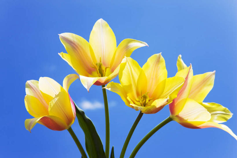 无人,横图,室外,白天,仰视,爱情,美景,郁金香,阴影,朦胧,模糊,盛开,光线,影子,景观,云,云朵,祝福,花蕾,云彩,花,花瓣,花朵,鲜花,黄色,蓝色,白云,蓝天,天空,阳光,自然,天,花苞,花蕊,景色,晴朗,表白,自然风光,荣誉,永恒,晴空,郁香,洋荷花,草麝香,彩图,低角度拍摄