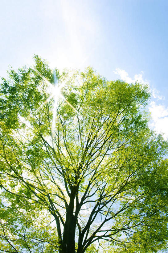 无人,竖图,室外,白天,仰视,旅游,度假,美景,植物,日本,亚洲,两棵,阴影,朦胧,模糊,光线,影子,景观,枝条,背光,娱乐,树,树干,树木,树枝,蓝色,绿色,蓝天,天空,阳光,自然,天,享受,休闲,景色,放松,生长,晴朗,成长,自然风光,逆光,东亚,本州,万里无云,关东地方,本州岛,日本国,栃木,栃木县,晴空,晴空万里,彩图,低角度拍摄