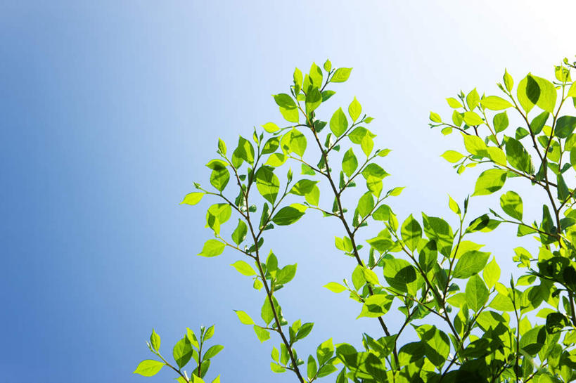 无人,横图,室外,白天,仰视,旅游,度假,美景,植物,叶子,日本,亚洲,阴影,朦胧,模糊,光线,影子,景观,绿叶,娱乐,树,树木,绿色,阳光,自然,享受,休闲,嫩叶,景色,放松,生长,成长,自然风光,东亚,本州,关东地方,本州岛,日本国,栃木,栃木县,叶,叶片,彩图,低角度拍摄