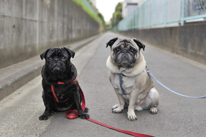 无人,蹲,横图,室外,白天,正面,道路,路,公路,宠物,狗,朦胧,模糊,斗牛犬,墙,交通,注视,墙壁,墙面,蓝色,白色,黑色,蓝天,天空,动物,绳子,天,观察,看,两只,可爱,晴朗,观看,绳索,察看,关注,牛头犬,狗链,忠诚,万里无云,老虎狗,英国老虎犬,项圈,晴空,晴空万里,马路,犬,蹲着,彩图,全身