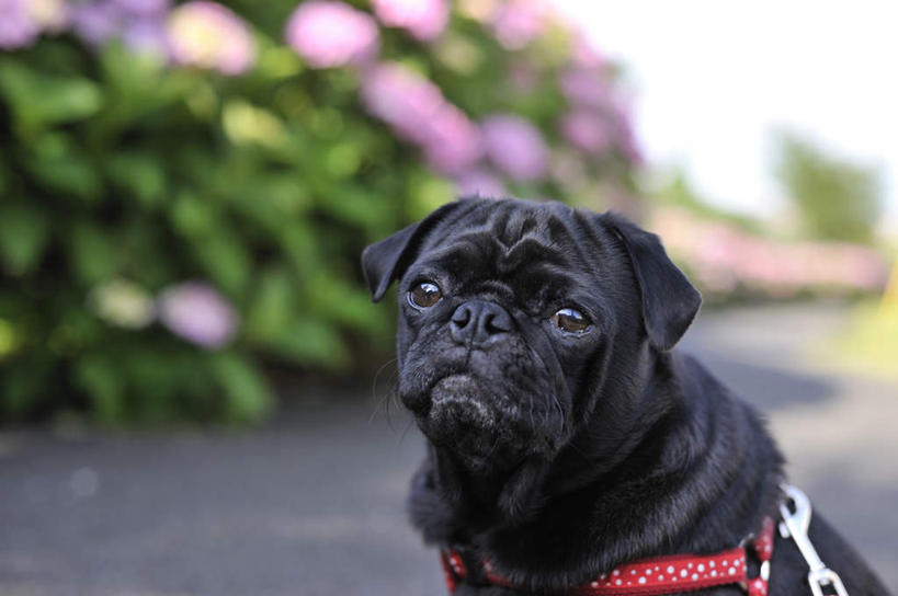 无人,坐,横图,室外,白天,正面,旅游,度假,美景,宠物,狗,许多,阴影,朦胧,模糊,盛开,光线,斗牛犬,影子,景观,花蕾,扭头,注视,娱乐,花,花瓣,花朵,鲜花,一只,阳光,自然,动物,花苞,花蕊,观察,看,转头,享受,休闲,景色,放松,可爱,观看,察看,关注,自然风光,牛头犬,狗链,忠诚,老虎狗,英国老虎犬,项圈,犬,坐着,半身,彩图