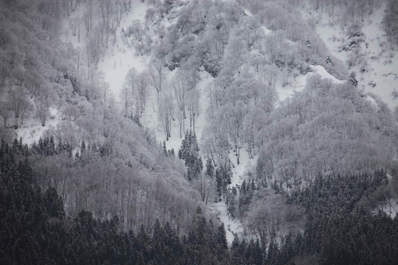 无人,横图,室外,白天,正面,旅游,度假,美景,森林,山,山脉,树林,雪,植物,大雪,日本,亚洲,积雪,景观,山峰,雪景,冬季,冬天,山峦,娱乐,树,树木,绿色,自然,群山,享受,休闲,景色,放松,寒冷,生长,成长,自然风光,东亚,本州,本州岛,日本国,中部地方,新潟,新潟县,严寒,汤泽町,彩图