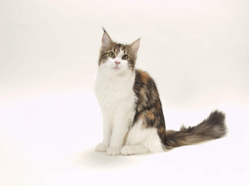 无人,坐,横图,室内,特写,白天,白色背景,正面,宠物,猫,扭头,注视,一只,动物,观察,看,转头,可爱,摄影,影棚,观看,察看,关注,猫咪,坐着,彩图,全身,影棚拍摄,拍摄