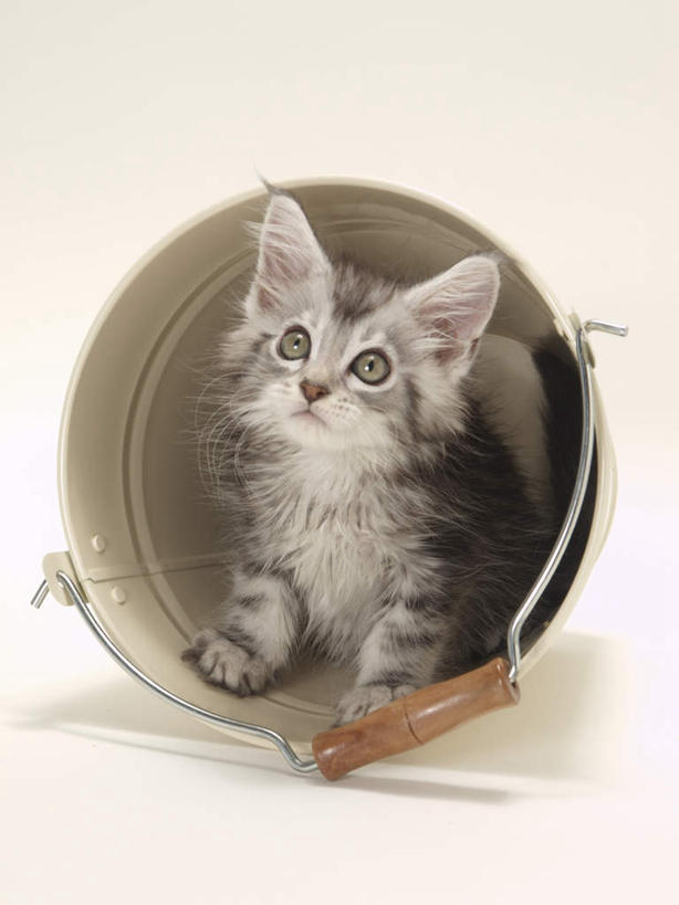 无人,竖图,室内,特写,白天,白色背景,正面,宠物,猫,铁桶,桶,注视,一个,一只,动物,容器,观察,看,趴着,可爱,摄影,影棚,单个,观看,储藏,察看,储存,关注,猫咪,趴,彩图,全身,影棚拍摄,拍摄,贮存