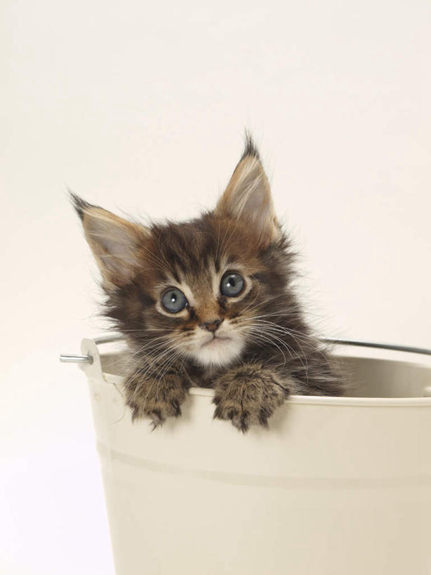 无人,竖图,室内,特写,白天,白色背景,正面,宠物,猫,铁桶,桶,注视,一个,一只,动物,容器,观察,看,趴着,可爱,摄影,影棚,单个,观看,储藏,察看,储存,关注,猫咪,趴,半身,彩图,影棚拍摄,拍摄,贮存