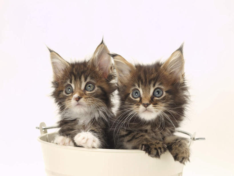 无人,横图,室内,特写,白天,白色背景,正面,宠物,猫,金属制品,金属,铁桶,桶,注视,动物,容器,观察,看,趴着,两只,可爱,摄影,影棚,观看,储藏,察看,储存,关注,猫咪,趴,半身,彩图,影棚拍摄,拍摄,贮存