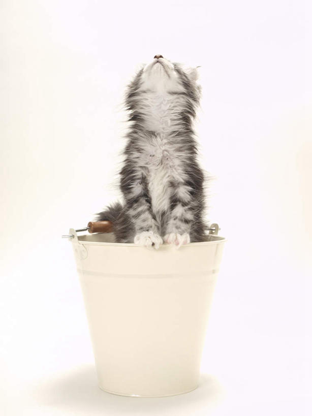 无人,坐,竖图,室内,特写,白天,白色背景,正面,宠物,猫,金属制品,金属,铁桶,桶,注视,一个,一只,动物,容器,看,可爱,摄影,影棚,单个,储藏,储存,关注,猫咪,抬头,仰头,坐着,彩图,全身,影棚拍摄,拍摄,贮存