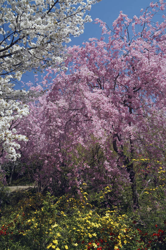 无人,竖图,室外,白天,正面,旅游,度假,草地,草坪,美景,植物,樱花,京都,日本,亚洲,两棵,许多,盛开,景观,花蕾,娱乐,草,花,花瓣,花朵,鲜花,树,树木,粉色,蓝色,绿色,白色,蓝天,天空,自然,天,花苞,花蕊,享受,休闲,景色,放松,京都府,生长,晴朗,成长,自然风光,东亚,本州,万里无云,本州岛,日本国,近畿地方,近畿,仙樱花,福岛樱,青肤樱,晴空,晴空万里,荆桃,彩图