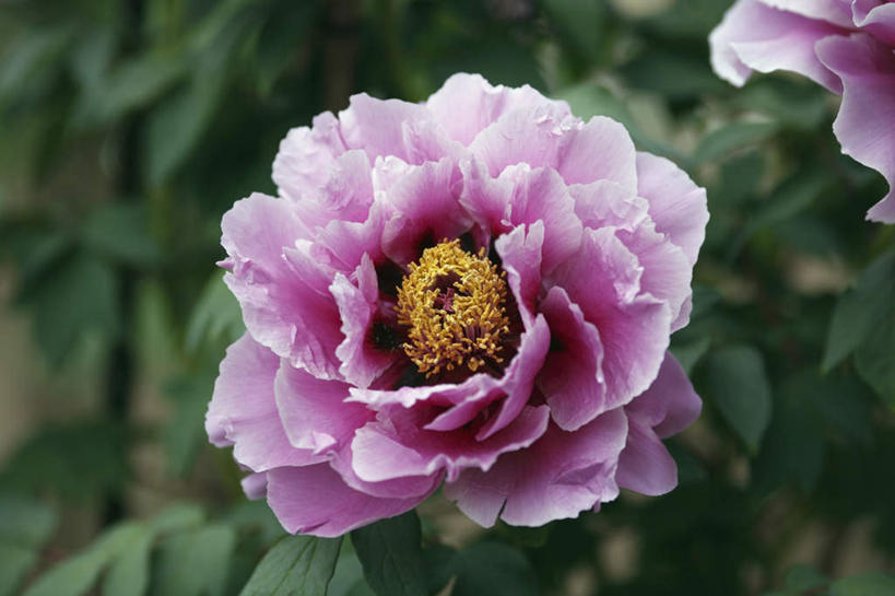 无人,横图,俯视,室外,特写,白天,旅游,度假,美景,牡丹花,叶子,日本,亚洲,朦胧,模糊,盛开,景观,绿叶,花蕾,娱乐,花,花瓣,花朵,鲜花,一朵,粉色,自然,花苞,花蕊,享受,休闲,嫩叶,景色,放松,大阪,富贵,自然风光,东亚,本州,大阪府,本州岛,日本国,近畿地方,近畿,鼠姑,鹿韭,白茸,百雨金,浓情,圆满,富贵花,洛阳花,牡丹,木芍药,芍药,叶,叶片,彩图,高角度拍摄