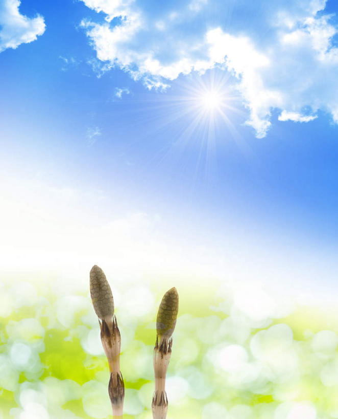 无人,竖图,室内,特写,白天,仰视,旅游,度假,数码,科技,草地,草坪,美景,太阳,植物,阴影,光线,网络,影子,景观,云,云朵,高光,几何,计算机图形,合成,云彩,娱乐,草,蓝色,绿色,白云,蓝天,天空,阳光,自然,天,享受,休闲,景色,放松,生长,晴朗,成长,电脑合成图,数码合成图,自然风光,写实,具体,具象,问荆,接续草,公母草,搂接草,空心草,马蜂草,猪鬃草,黄蚂草,节节草,接骨草,晴空,彩图,低角度拍摄