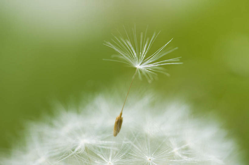 无人,横图,室外,特写,白天,正面,爱情,旅游,度假,美景,蒲公英,朦胧,模糊,盛开,景观,花蕾,娱乐,花,花瓣,花朵,鲜花,一朵,白色,自然,花苞,花蕊,享受,休闲,景色,放松,自然风光,开朗,蒲公草,尿床草,彩图