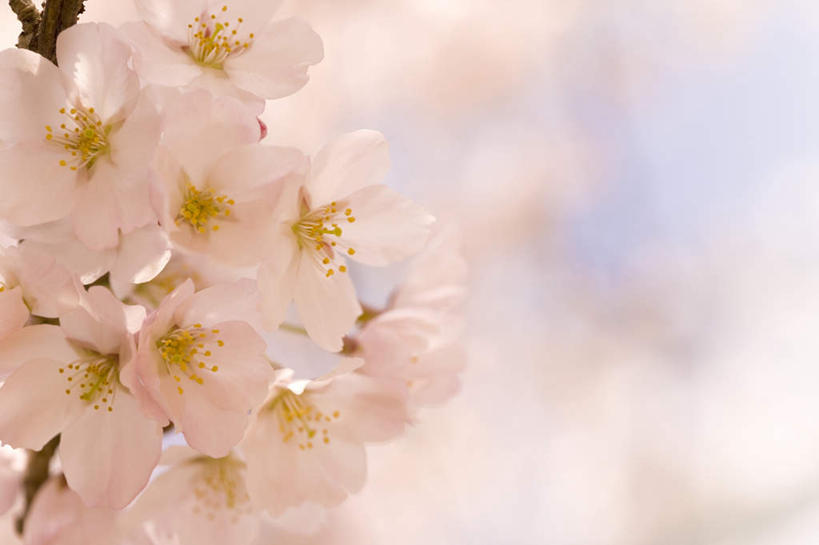 无人,横图,室外,特写,白天,正面,旅游,度假,美景,樱花,静物,许多,朦胧,模糊,盛开,景观,花蕾,娱乐,花,花瓣,花朵,鲜花,白色,自然,花苞,花蕊,享受,休闲,景色,放松,自然风光,仙樱花,福岛樱,青肤樱,荆桃,彩图