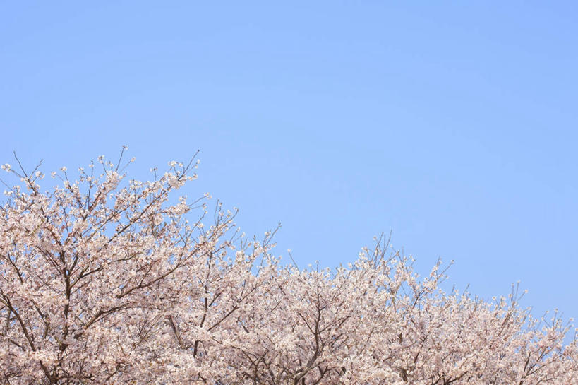 无人,横图,室外,特写,白天,仰视,旅游,度假,美景,植物,樱花,静物,许多,盛开,景观,花蕾,娱乐,花,花瓣,花朵,鲜花,树,树木,蓝色,绿色,白色,蓝天,天空,自然,天,花苞,花蕊,享受,休闲,景色,放松,生长,晴朗,成长,自然风光,万里无云,仙樱花,福岛樱,青肤樱,晴空,晴空万里,荆桃,彩图,低角度拍摄