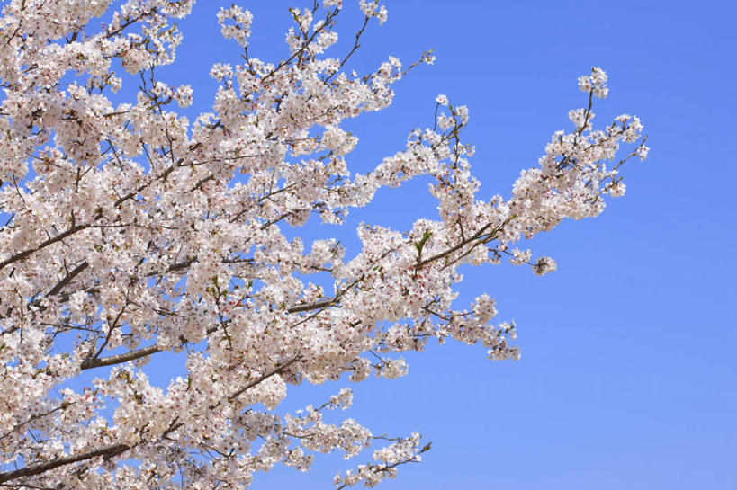 无人,横图,室外,特写,白天,仰视,旅游,度假,美景,植物,樱花,静物,许多,盛开,景观,花蕾,娱乐,花,花瓣,花朵,鲜花,树,树木,蓝色,绿色,白色,蓝天,天空,自然,天,花苞,花蕊,享受,休闲,景色,放松,生长,晴朗,成长,自然风光,万里无云,仙樱花,福岛樱,青肤樱,晴空,晴空万里,荆桃,彩图,低角度拍摄