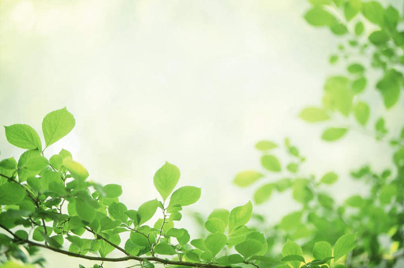 无人,横图,室外,白天,仰视,旅游,度假,美景,叶子,日本,亚洲,许多,景观,绿叶,千叶县,娱乐,蓝色,蓝天,天空,自然,天,享受,休闲,嫩叶,景色,放松,晴朗,自然风光,东亚,本州,万里无云,关东地方,本州岛,日本国,千叶,叶,叶片,晴空,晴空万里,彩图,低角度拍摄