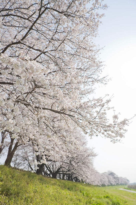 无人,竖图,室外,白天,仰视,旅游,度假,草地,草坪,美景,植物,樱花,京都,日本,亚洲,许多,盛开,景观,花蕾,娱乐,草,花,花瓣,花朵,鲜花,蓝色,绿色,白色,蓝天,天空,自然,天,花苞,花蕊,享受,休闲,景色,放松,京都府,晴朗,自然风光,东亚,本州,万里无云,本州岛,日本国,近畿地方,近畿,仙樱花,福岛樱,青肤樱,晴空,晴空万里,荆桃,彩图,低角度拍摄