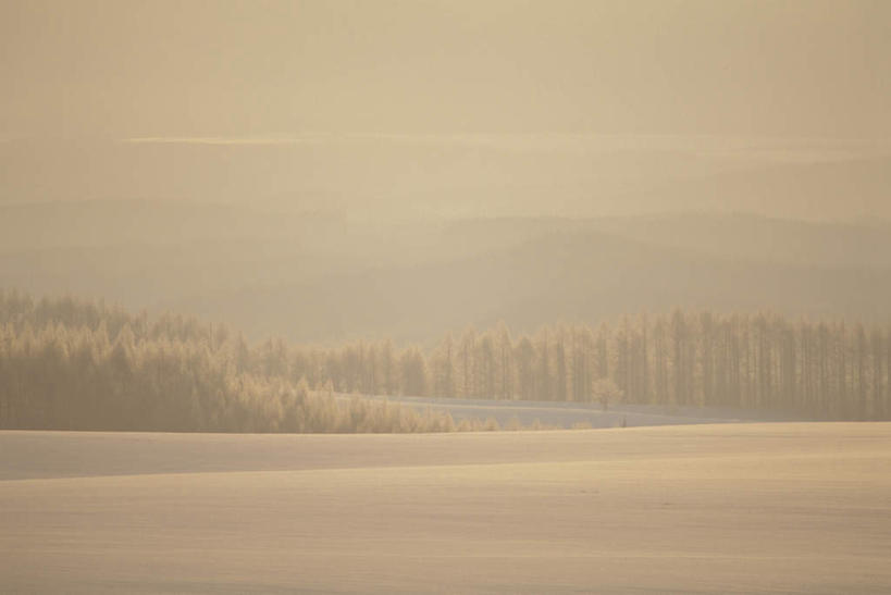 无人,横图,室外,白天,正面,旅游,度假,美景,山,山脉,树林,植物,雾,北海道,日本,亚洲,朦胧,模糊,景观,山峰,山峦,娱乐,树,树木,蓝色,绿色,蓝天,天空,自然,群山,天,享受,休闲,景色,放松,生长,晴朗,成长,迷雾,自然风光,东亚,万里无云,日本国,北海道地方,北海道岛,美瑛町,美瑛,大雾,晴空,晴空万里,彩图