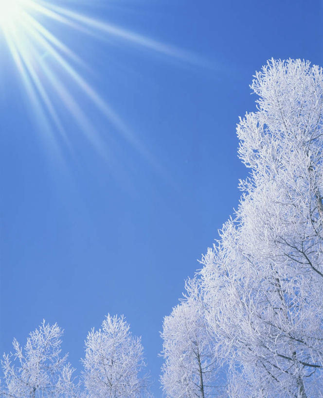 无人,竖图,室外,白天,仰视,旅游,度假,美景,太阳,植物,北海道,日本,亚洲,两棵,阴影,朦胧,模糊,光线,影子,景观,娱乐,树,树木,蓝色,绿色,蓝天,天空,阳光,自然,天,享受,休闲,景色,放松,生长,晴朗,成长,自然风光,东亚,万里无云,日本国,北海道地方,北海道岛,美瑛町,美瑛,晴空,晴空万里,彩图,低角度拍摄