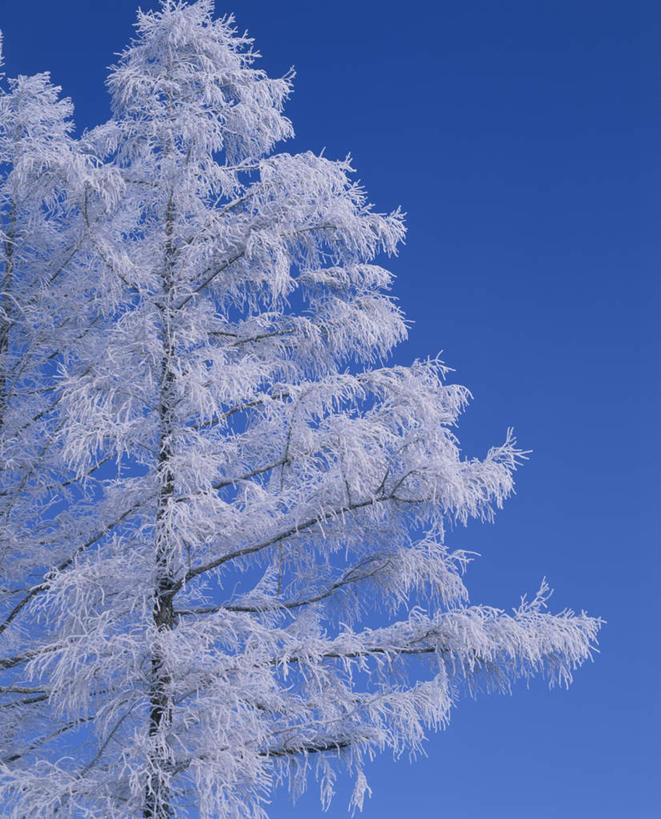 无人,竖图,室外,白天,仰视,旅游,度假,美景,雪,植物,大雪,北海道,日本,亚洲,一棵,阴影,朦胧,模糊,光线,影子,积雪,景观,雪景,冬季,冬天,枝条,娱乐,树,树干,树木,树枝,绿色,阳光,自然,享受,休闲,景色,放松,寒冷,生长,成长,自然风光,雾凇,东亚,日本国,北海道地方,北海道岛,美瑛町,严寒,美瑛,彩图,低角度拍摄