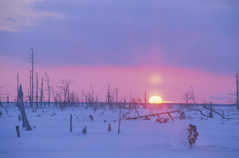 无人,横图,全景,室外,白天,正面,旅游,度假,日出,美景,太阳,天际线,雪,植物,大雪,北海道,日本,亚洲,许多,枯萎,朦胧,模糊,地平线,积雪,景观,雪景,云,云朵,冬季,冬天,辽阔,枯树,枝条,地面,朝霞,晨曦,黎明,云彩,娱乐,树,树干,树木,树枝,蓝色,绿色,白云,蓝天,天空,阳光,自然,天,享受,休闲,景色,放松,寒冷,生长,晴朗,成长,一望无际,自然风光,延伸,东亚,日本国,天地相交,北海道地方,北海道岛,严寒,朝阳,晴空,彩图,破晓
