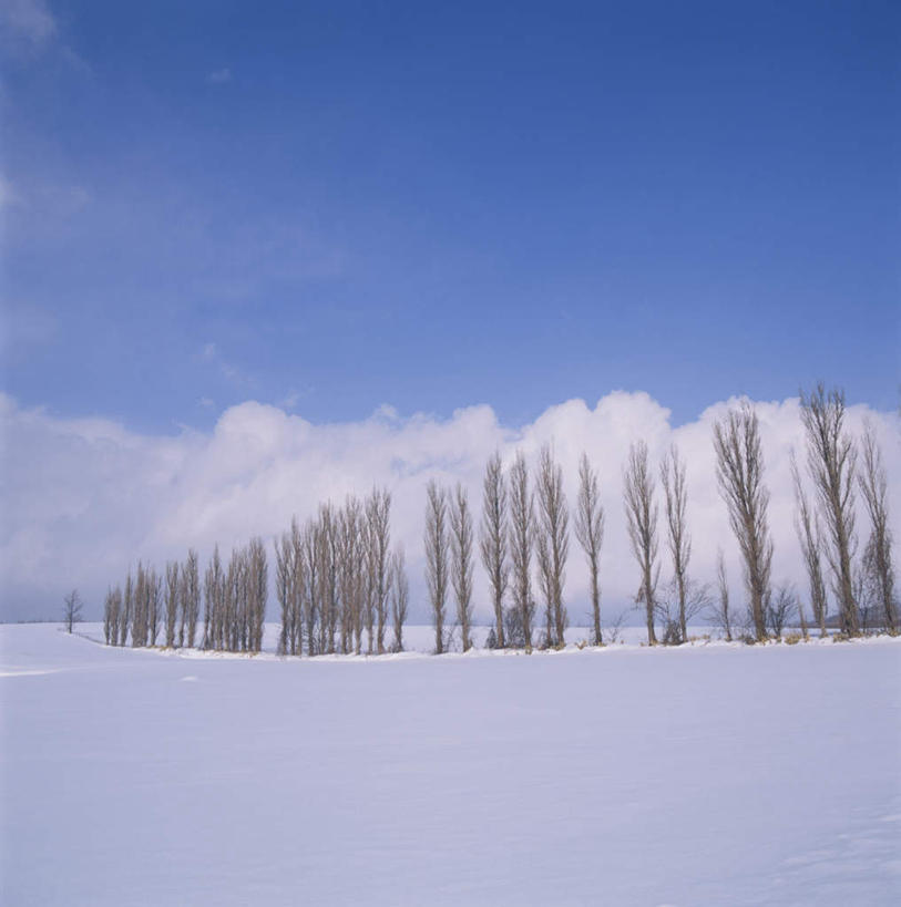 无人,方图,室外,白天,仰视,旅游,度假,美景,树林,雪,植物,大雪,北海道,日本,亚洲,许多,阴影,朦胧,模糊,光线,影子,积雪,景观,雪景,云,云朵,冬季,冬天,云彩,娱乐,树,树木,蓝色,绿色,白云,蓝天,天空,阳光,自然,天,享受,休闲,景色,放松,寒冷,生长,晴朗,成长,自然风光,东亚,日本国,北海道地方,北海道岛,美瑛町,严寒,美瑛,晴空,彩图,低角度拍摄