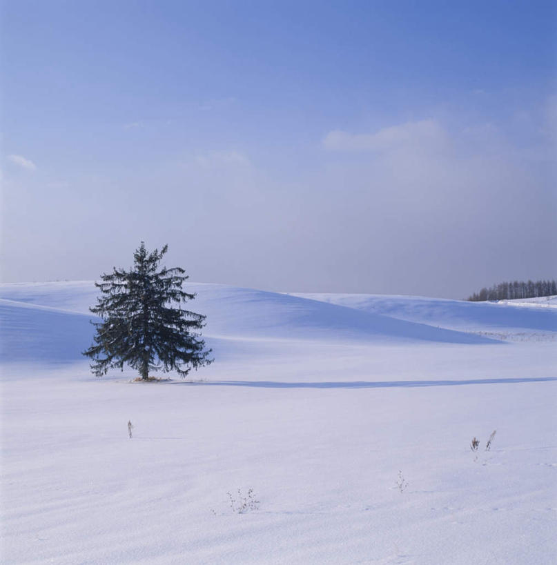 无人,方图,室外,白天,正面,旅游,度假,美景,雪,植物,大雪,北海道,日本,亚洲,一棵,阴影,朦胧,模糊,光线,影子,积雪,景观,雪景,云,云朵,冬季,冬天,枝条,云彩,娱乐,树,树干,树木,树枝,蓝色,绿色,白云,蓝天,天空,阳光,自然,天,享受,休闲,景色,放松,寒冷,生长,晴朗,成长,自然风光,东亚,日本国,北海道地方,北海道岛,富良野,严寒,道北,富良野市,晴空,彩图,上川支厅