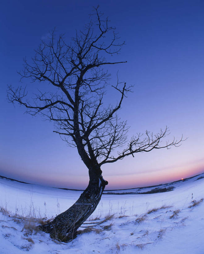 无人,竖图,全景,室外,白天,广角镜头,鱼眼镜头,仰视,旅游,度假,日出,美景,树林,太阳,天际线,雪,植物,大雪,北海道,日本,亚洲,一棵,朦胧,模糊,地平线,积雪,景观,雪景,冬季,冬天,辽阔,枝条,地面,朝霞,晨曦,黎明,娱乐,树,树干,树木,树枝,蓝色,绿色,蓝天,天空,阳光,自然,天,享受,休闲,景色,放松,寒冷,生长,晴朗,成长,一望无际,自然风光,延伸,东亚,万里无云,日本国,天地相交,北海道地方,北海道岛,严寒,朝阳,晴空,晴空万里,彩图,低角度拍摄,破晓