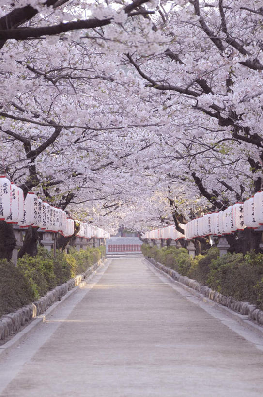 无人,竖图,室外,白天,正面,旅游,度假,草地,草坪,美景,树林,植物,道路,路,公路,樱花,神奈川,日本,亚洲,一排,许多,朦胧,模糊,整齐,盛开,景观,交通,神奈川县,花蕾,娱乐,草,花,花瓣,花朵,鲜花,树,树木,排列,绿色,白色,自然,花苞,花蕊,享受,休闲,景色,放松,生长,成长,队列,自然风光,东亚,本州,关东地方,本州岛,日本国,仙樱花,福岛樱,青肤樱,马路,荆桃,彩图