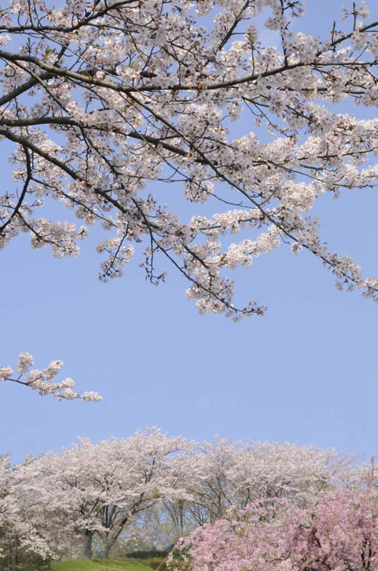 无人,竖图,室外,白天,仰视,旅游,度假,美景,植物,樱花,神奈川,日本,亚洲,两棵,许多,朦胧,模糊,盛开,景观,神奈川县,花蕾,娱乐,花,花瓣,花朵,鲜花,树,树木,蓝色,绿色,白色,蓝天,天空,自然,天,花苞,花蕊,享受,休闲,景色,放松,生长,晴朗,成长,自然风光,东亚,本州,万里无云,关东地方,本州岛,日本国,仙樱花,福岛樱,青肤樱,晴空,晴空万里,荆桃,彩图,低角度拍摄