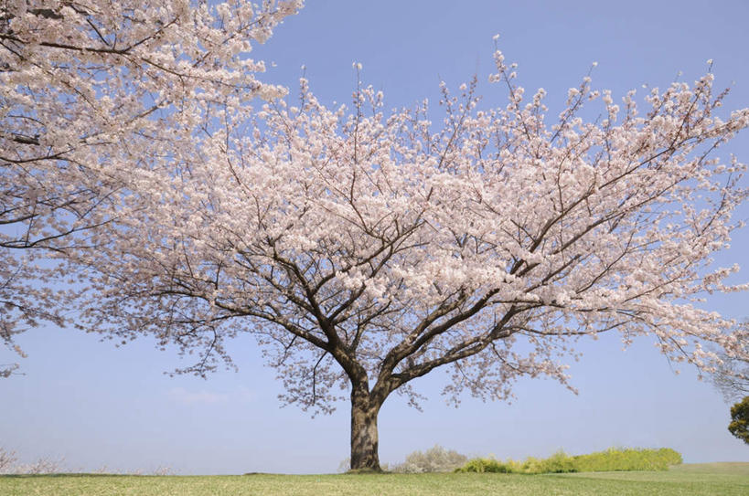 无人,横图,室外,白天,正面,旅游,度假,草地,草坪,美景,植物,樱花,神奈川,日本,亚洲,许多,朦胧,模糊,盛开,景观,神奈川县,花蕾,娱乐,草,花,花瓣,花朵,鲜花,蓝色,绿色,白色,蓝天,天空,自然,天,花苞,花蕊,享受,休闲,景色,放松,晴朗,自然风光,东亚,本州,万里无云,关东地方,本州岛,日本国,仙樱花,福岛樱,青肤樱,晴空,晴空万里,荆桃,彩图