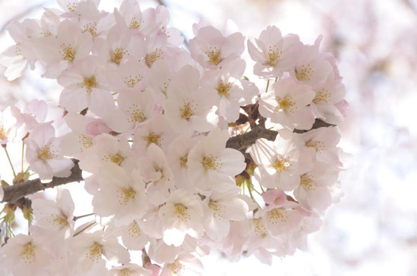 无人,横图,室外,特写,白天,仰视,旅游,度假,美景,植物,樱花,许多,朦胧,模糊,盛开,景观,花蕾,娱乐,花,花瓣,花朵,鲜花,树,树木,树枝,蓝色,绿色,白色,蓝天,天空,自然,天,花苞,花蕊,享受,休闲,景色,放松,生长,晴朗,成长,自然风光,万里无云,仙樱花,福岛樱,青肤樱,晴空,晴空万里,荆桃,彩图,低角度拍摄