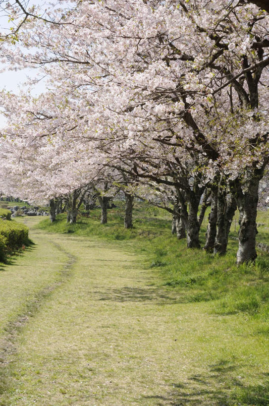 无人,竖图,室外,白天,正面,旅游,度假,草地,草坪,美景,植物,东京,日本,亚洲,许多,朦胧,模糊,盛开,景观,云,云朵,梅花,花蕾,云彩,娱乐,草,花,花瓣,花朵,鲜花,蓝色,绿色,白色,白云,蓝天,天空,自然,天,花苞,花蕊,享受,休闲,景色,放松,晴朗,高雅,坚强,自然风光,东亚,本州,关东地方,本州岛,日本国,东京都,梅,晴空,彩图