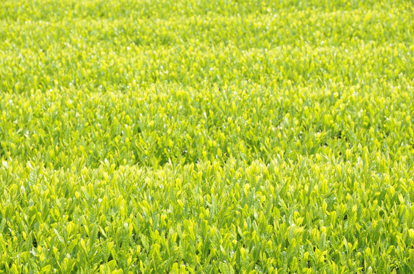 无人,农田,横图,俯视,室外,白天,旅游,度假,幸福,庄稼,农作物,美景,茶,静冈县,日本,亚洲,阴影,朦胧,模糊,光线,影子,景观,茶叶,娱乐,茶园,阳光,自然,享受,休闲,温馨,景色,放松,乐趣,提神,舒适,自然风光,醒脑,东亚,本州,本州岛,日本国,中部地方,静冈,彩图,高角度拍摄,耕地,庄稼田