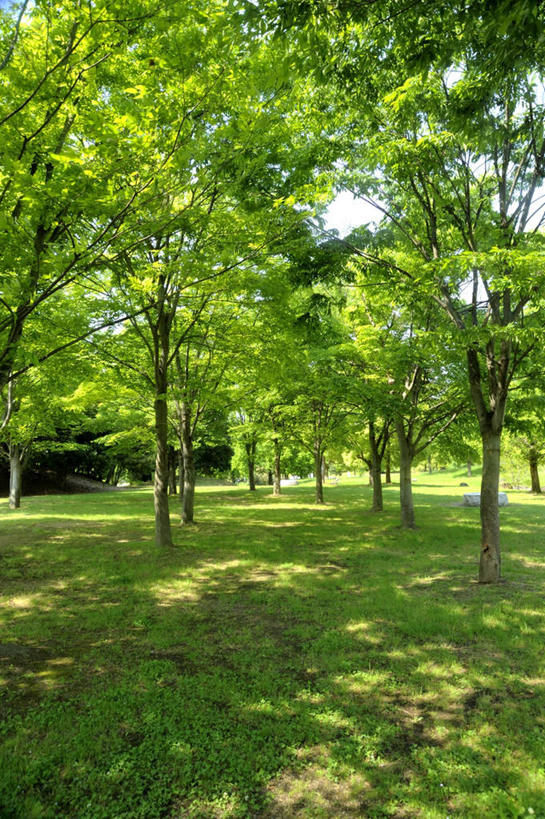 无人,竖图,室外,白天,正面,旅游,草地,草坪,美景,树林,植物,日本,亚洲,阴影,朦胧,模糊,光线,影子,景观,草,树,树木,蓝色,绿色,蓝天,天空,阳光,自然,天,景色,大阪,生长,晴朗,成长,自然风光,东亚,本州,万里无云,大阪府,本州岛,日本国,近畿地方,近畿,晴空,晴空万里,彩图,游览