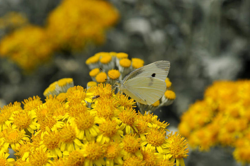 横图,俯视,室外,白天,爱情,旅游,美景,蝴蝶,日本,亚洲,朦胧,模糊,盛开,昆虫,景观,花蕾,花,花瓣,花朵,鲜花,一只,黄色,自然,动物,花苞,花蕊,菊花,景色,大阪,吉祥,自然风光,益虫,东亚,本州,大阪府,本州岛,日本国,近畿地方,近畿,高洁,长寿,怀恋,清净,真情,寿客,秋菊,彩图,高角度拍摄,全身,游览