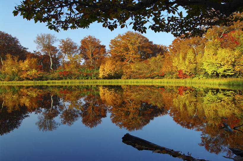 无人,横图,室外,白天,正面,旅游,湖,湖泊,美景,秋季,森林,树林,水,植物,日本,亚洲,阴影,朦胧,模糊,反射,影子,湖面,景观,水流,水面,树,树木,蓝色,绿色,蓝天,天空,自然,湖水,天,景色,生长,晴朗,成长,自然风光,东亚,万里无云,日本国,晴空,晴空万里,秋,秋天,彩图,游览