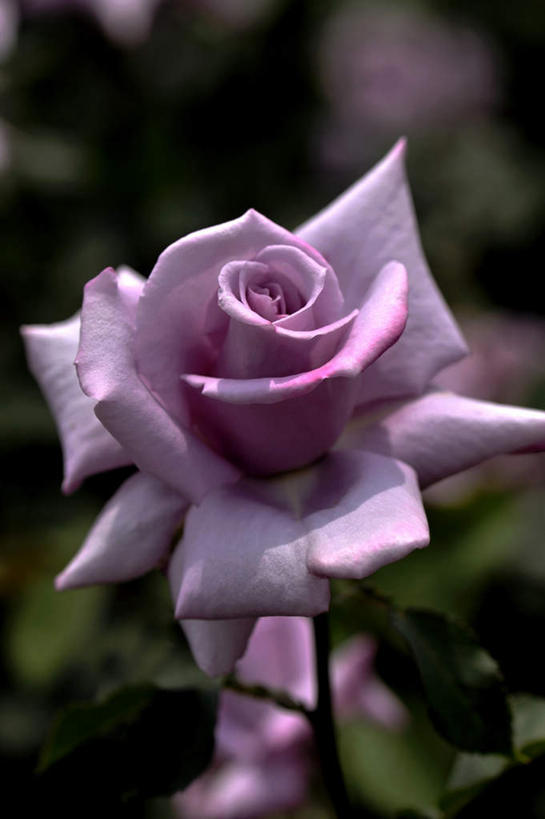 无人,竖图,俯视,室外,白天,爱情,旅游,幸福,纯洁,热情,美景,玫瑰,日本,亚洲,阴影,朦胧,模糊,盛开,光线,影子,景观,玫瑰花,浪漫,花蕾,花,花瓣,花朵,鲜花,一朵,粉色,阳光,自然,花苞,花蕊,温暖,温馨,景色,恩爱,大阪,和睦,自然风光,感动,东亚,本州,大阪府,本州岛,日本国,近畿地方,近畿,尊敬,天真,刺玫花,徘徊花,彩图,高角度拍摄,游览,融洽