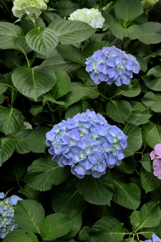 无人,竖图,俯视,室外,白天,旅游,骄傲,美景,八仙花,叶子,日本,亚洲,朦胧,模糊,景观,绿叶,两朵,紫色,自然,绣球花,嫩叶,景色,大阪,紫阳花,洋绣球,自然风光,东亚,本州,大阪府,本州岛,日本国,近畿地方,近畿,草绣球,斗球,七变化,粉团花,善变,叶,叶片,彩图,高角度拍摄,游览