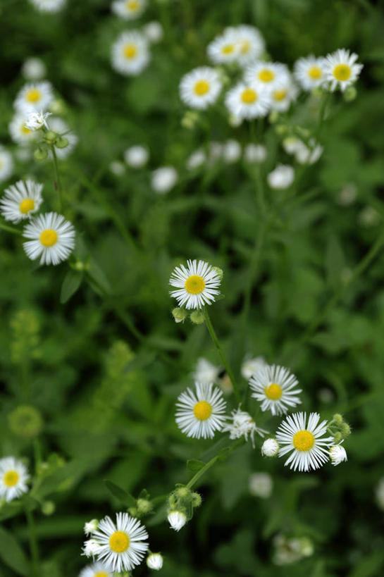 无人,竖图,俯视,室外,白天,旅游,美景,厨具,叶子,日本,亚洲,许多,朦胧,模糊,盛开,工具,景观,绿叶,花蕾,干净,花,花瓣,花朵,鲜花,白色,自然,花苞,花蕊,嫩叶,景色,大阪,卫生,自然风光,东亚,本州,大阪府,本州岛,日本国,近畿地方,近畿,叶,叶片,洗涤用具,洗涤,彩图,高角度拍摄,游览