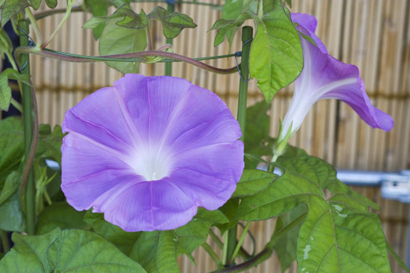 无人,横图,室外,特写,白天,正面,爱情,旅游,度假,美景,喇叭花,叶子,日本,亚洲,阴影,朦胧,模糊,盛开,光线,影子,墙,景观,绿叶,花蕾,娱乐,墙壁,墙面,花,花瓣,花朵,鲜花,两朵,紫色,阳光,自然,花苞,花蕊,享受,休闲,嫩叶,景色,放松,虚幻,自然风光,东亚,本州,本州岛,日本国,近畿地方,近畿,滋贺,滋贺县,永恒,牵牛,牵牛子,勤娘子,碧冬茄,朝颜花,灵芝牡丹,冷静,牵牛花,叶,叶片,彩图