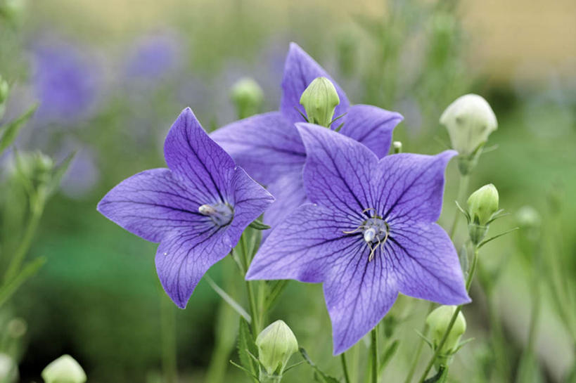 无人,横图,室外,特写,白天,正面,爱情,旅游,度假,草地,草坪,美景,植物,叶子,日本,亚洲,许多,阴影,朦胧,模糊,盛开,光线,影子,景观,绿叶,花蕾,娱乐,草,花,花瓣,花朵,鲜花,绿色,紫色,阳光,自然,花苞,花蕊,享受,休闲,嫩叶,景色,放松,桔梗花,僧冠帽,自然风光,柔顺,东亚,本州,本州岛,日本国,近畿地方,近畿,滋贺,滋贺县,六角荷,永恒,梗草,悲哀,诚实,无望,叶,叶片,彩图